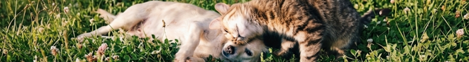 cachorro e gato afetuoso 2